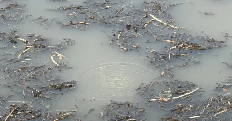 Sapanca’nın ardından Efteni Gölü’nde de gizemli fokurtu