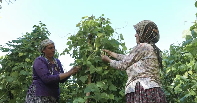 Mersin de atalık tohumlar gelecek nesillere aktarılıyor Mersin Büyükşehir Belediyesi, Gülnar a özgü Leklek Fasulyesinin üretimini destekliyor Mersin Haberleri
