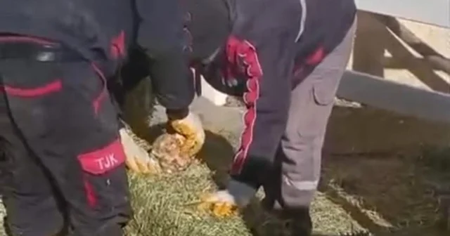 TJK Şanlıurfa Hara ve Aşım İstasyonu nda skandal görüntüler Ağır gelmesi için yonca balyalarına taş konulduğu görüldü Şanlıurfa Haberleri