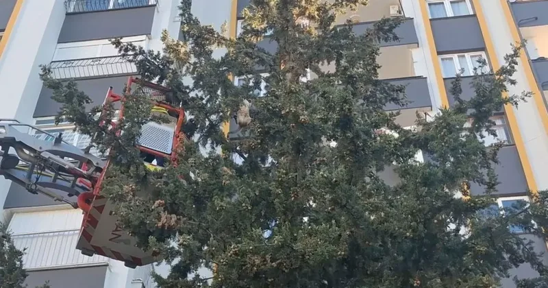 Köpekten kaçan kedi 3 gün ağaçta mahsur kaldı