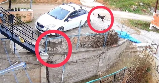 Ordu da sokak köpeklerinin saldırdığı karaca öldü Ordu Haberleri