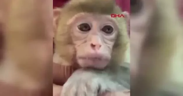 Amazon ormanları değil Elazığ: Minik maymun Türkiye de koruma altına alındı