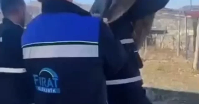 Bahçe çitine sıkışan yaban keçisini FEDAŞ ekipleri kurtardı Tunceli Haberleri