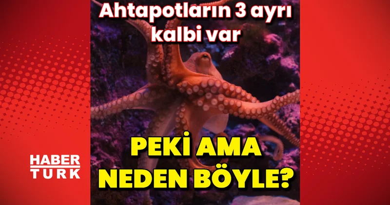 Ahtapotların gizli gücü: Üç kalbin sağladığı hayatta kalma avantajı
