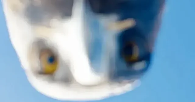 Kartal dron u yakalayıp dağın zirvesine taşıdı: O anlar kamerada VİDEO İZLE