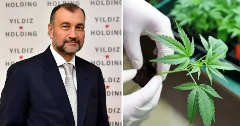 Murat Ülker yazdı: Bir kez daha tıbbı kenevir ve sonuçları Hayat Haberleri