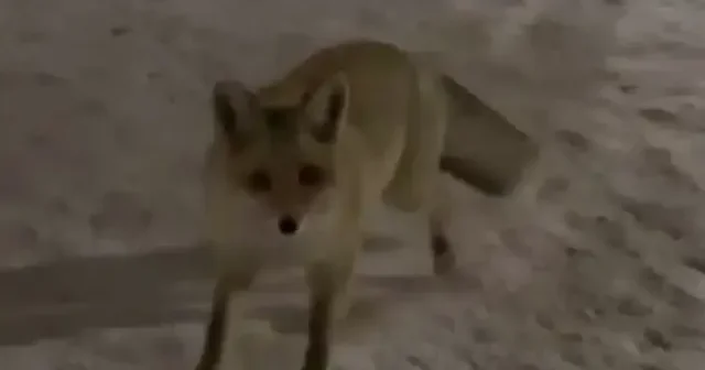 Ardahan da bahçede yiyecek arayan tilki görüntülendi VİDEO İZLE