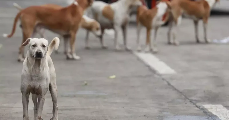 Bağdat ta 19 binden fazla başıboş köpek itlaf edildi