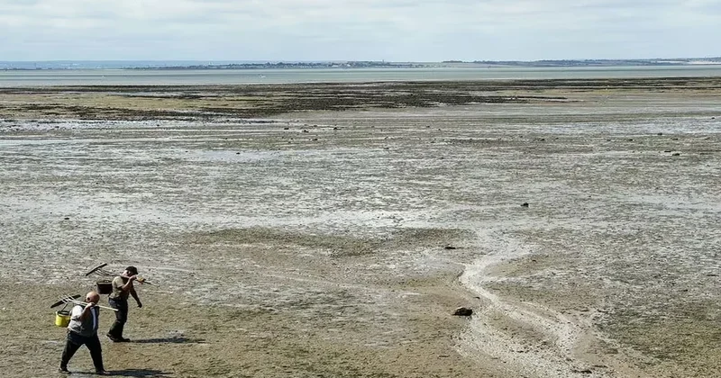 Son derece zehirli bitki için halka acil uyarı: Yeniden ortaya çıktı Sözcü Gazetesi