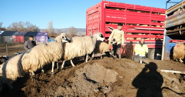 Erzincan da soğuk hava nedeniyle sürüler yayladan indirildi Donma tehlikesi yaşayan hayvanlar kış boyunca merkez ve köylerde yemle beslenecek Erzincan Haberleri