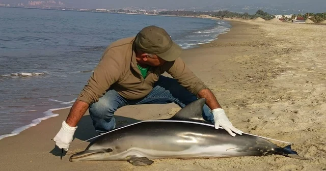 Kuşadası nda sahile ölü yunus vurdu Aydın Haberleri