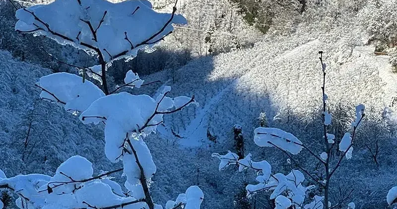‘Yüksek kesimlerdeki kar yağışı fındığa yaradı’