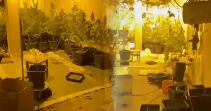 Uyuşturucu serası kurmuşlar! Operasyon anında görüntülendi