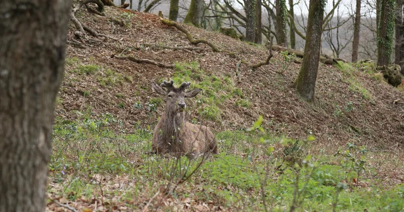 Nesli tehlike altındaki kızıl geyikler İstanbul da koruma altında çoğaltılıyor