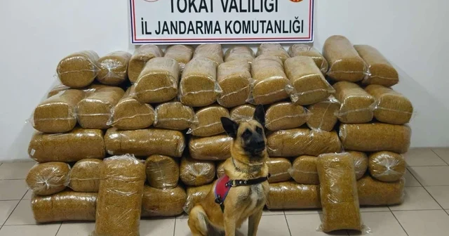 Tokat ta 485 kilogram kaçak tütün ele geçirildi Tokat Haberleri