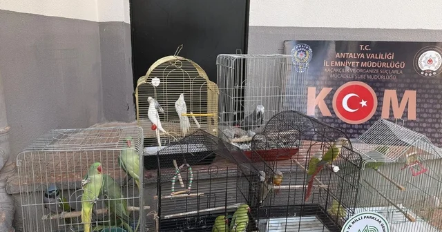 Antalya da kaçakçılık ve organize suçlarla mücadele sürüyor Antalya Haberleri