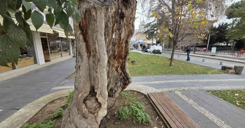 Şehirdeki 20 anıt ağaçtan biri olan çınar, gövdesi olmadan dış kabuğu üzerinde duruyor