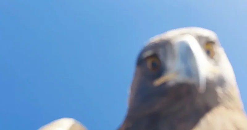 Kartal aldı zirveye bıraktı! Dağcılar 6 saatte tırmanabildi