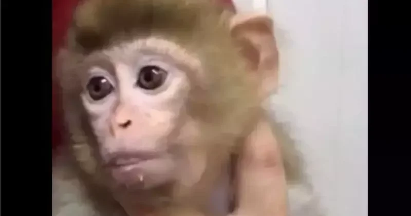 Denetimde ele geçirilen yavru makak maymunu koruma altına alındı