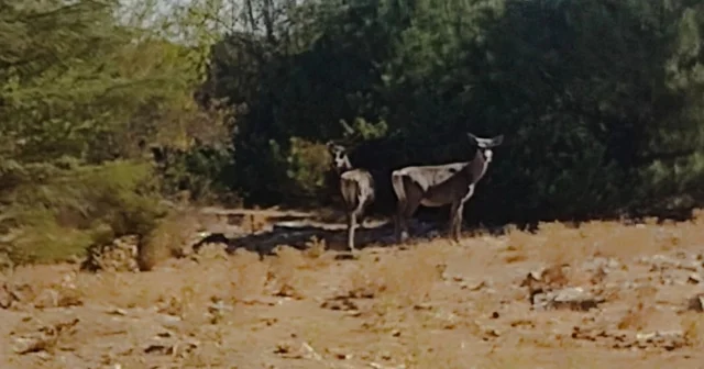 Kızıl geyikler aylar sonra Spil Dağı nda yeniden görüntülendi Manisa Haberleri
