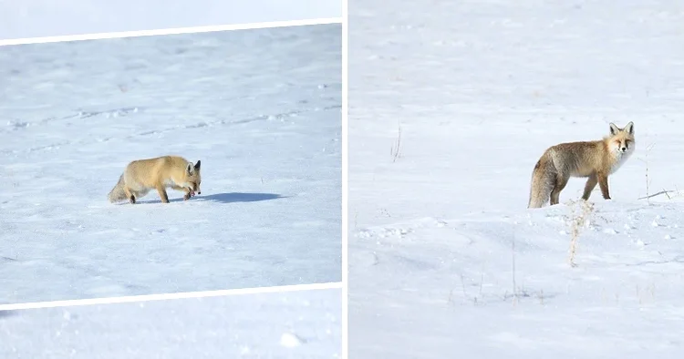 Şaşırtıcı bir avlanma becerisi var! Kars ta karlar üzerinde görüntülendi