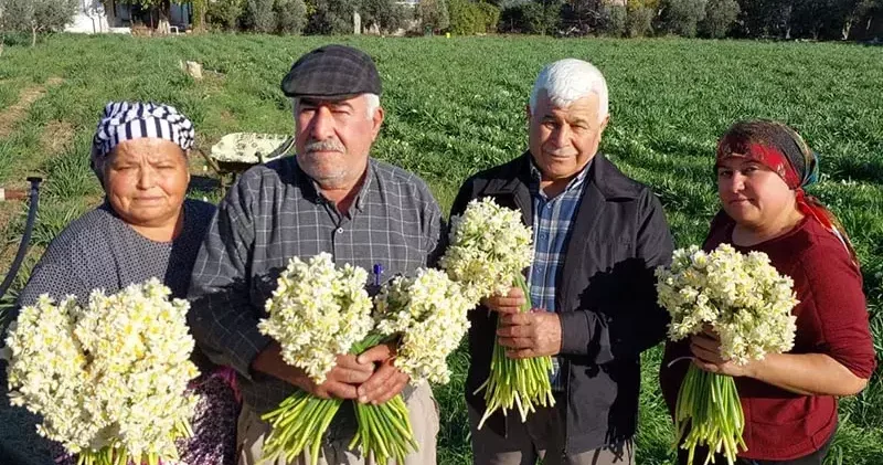 Mersin de nergisler erken açtı; boğumu 300 TL’ye satılıyor