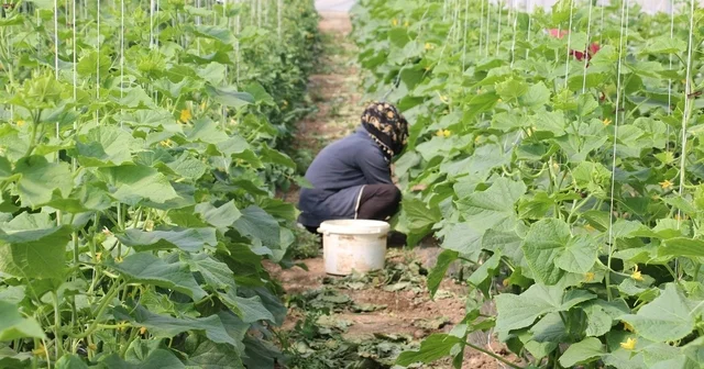 Erzincan da kadın çiftçilere yüzde 50 hibeli sera desteği Erzincan Haberleri