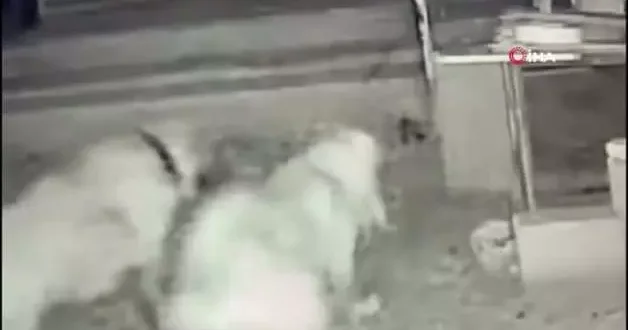 Sokak köpekleri, sahipli köpeği parçaladı
