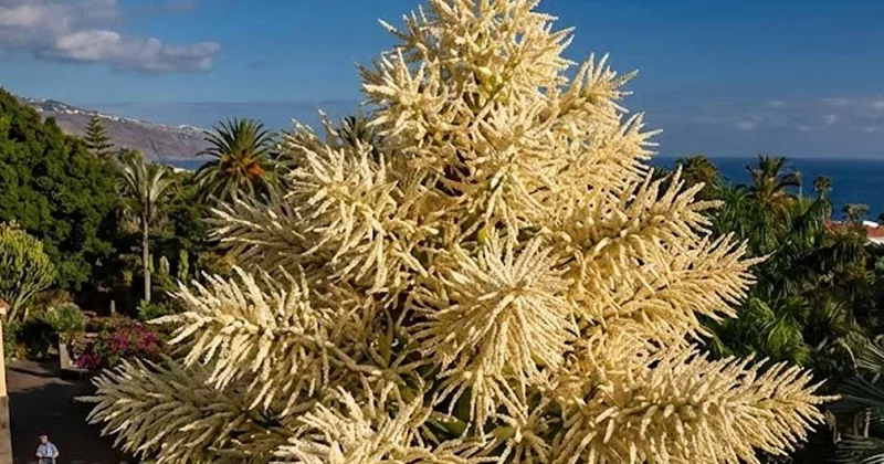 30 yıl sessizce bekledi: 2 katlı bina boyundaki dev ölmek için uyandı Sözcü Gazetesi