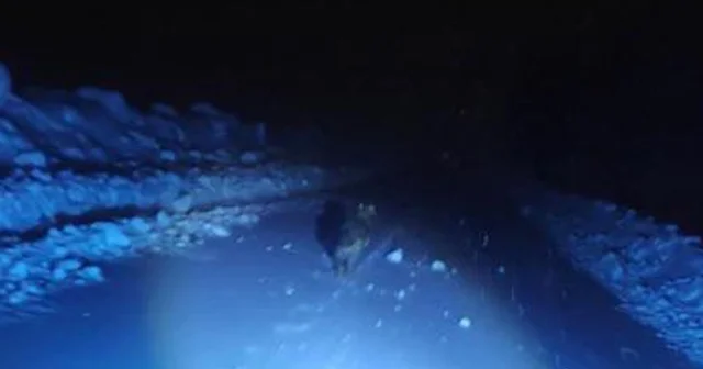 Görüntülemek istedikleri kurdun saldırısından araçlarına binerek kurtuldular Muş Haberleri