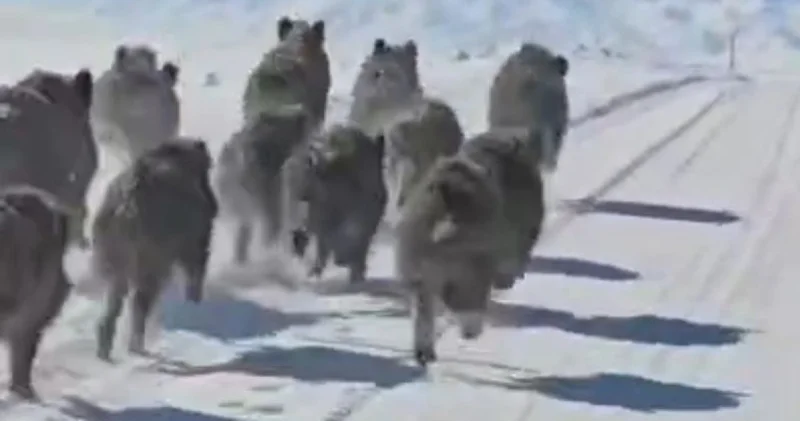 Van haberleri: Korkutan görüntü! Sürü halinde geldiler SON DAKİKA HABER Son dakika haberleri