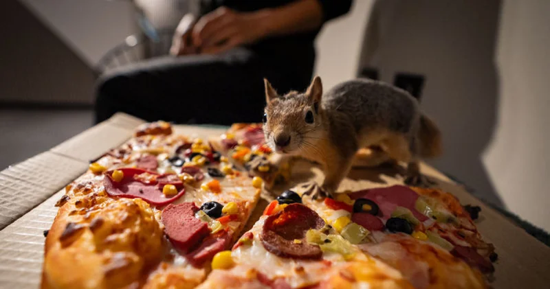 Sincap yavrusu Yoda , doğada hayatta kalmayı öğreniyor