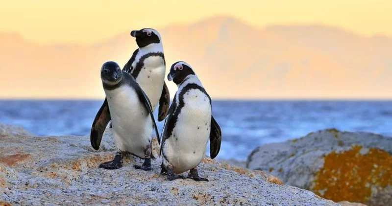 Antarktika daki penguenlerin üreme dönemi iklim değişikliğiyle erkene kaydı