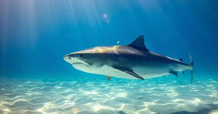 Köpekbalığı dehşet saçtı: 12 yaşındaki çocuk öldü