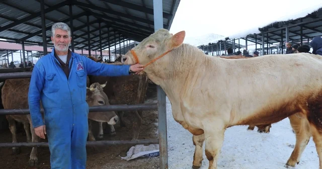 Eksi 15 de hayvan pazarı kuruldu Erzurum Haberleri