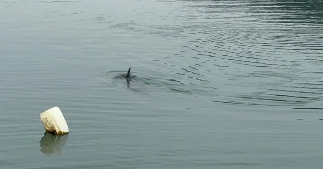 Sahil güvenlikten nefes kesen yunus kurtarma operasyonu Zonguldak Haberleri