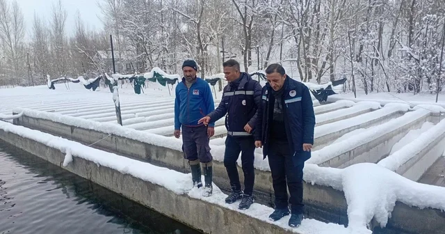 Van da zorlu kış şartlarında alabalık üretimi mercek altında Van Haberleri