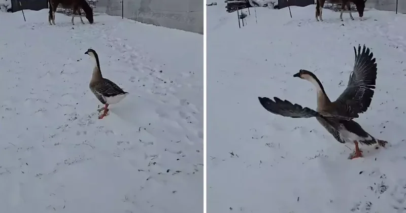 3 bin 500 TL verip kaz aldı, sonu büyük hüsranla bitti