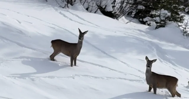Yiyecek arayan karacalar Kulakkaya Yaylası nda görüntülendi Giresun Haberleri