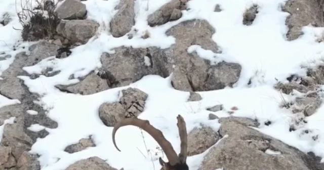 Karlı Aladağlar da gezen dağ keçileri dron kamerasında Niğde Haberleri