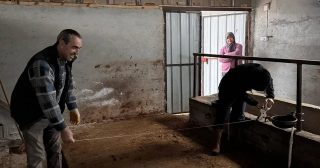 Bilecik te büyükbaş hayvancılık işletmelerinde kapasite kontrolleri Bilecik Haberleri