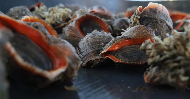 Türkiye nin deniz salyangozu ihracatı 20,9 milyon doları aştı