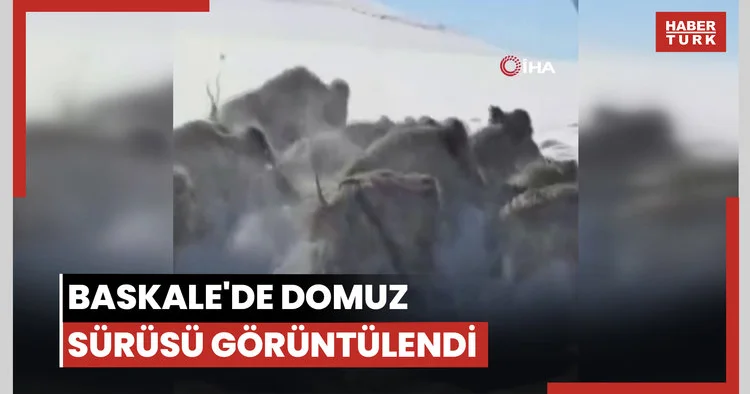 Baskale de domuz sürüsü görüntülendi
