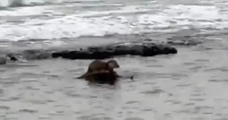 Tekirdağ da su samuru görüntülendi