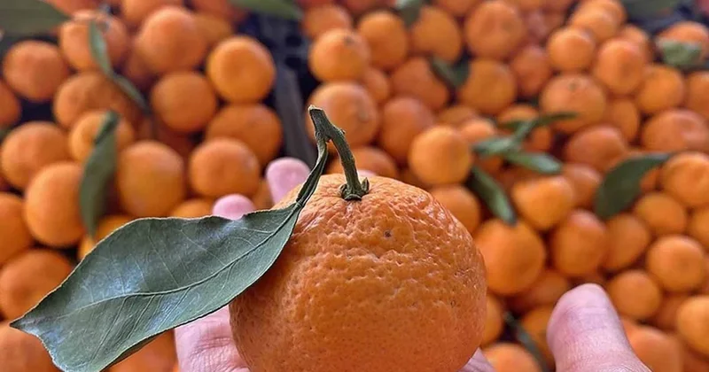 Mandalinadaki Albedo gerçeği: Meyvenin kendisinden bile daha faydalı Sözcü Gazetesi