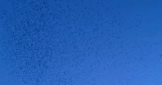 Ardahan da kuş sürüsü görsel şölen oluşturdu VİDEO İZLE