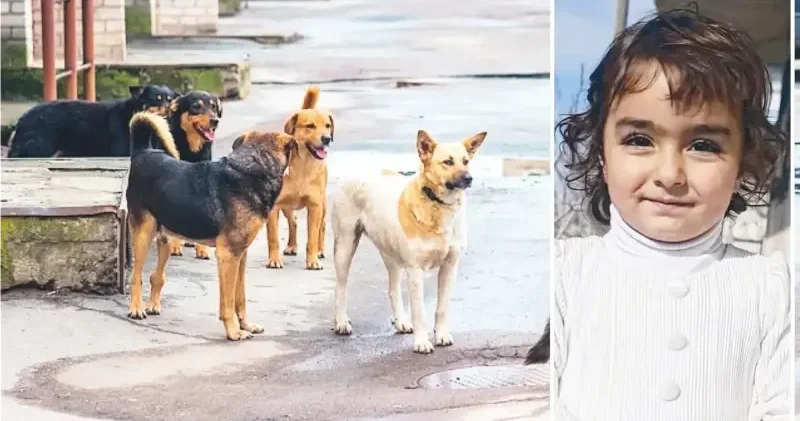 Başıboş köpeklerin saldırısına uğradı: Küçük Nazlı yaşam savaşı veriyor Yerel Gündem Haberleri
