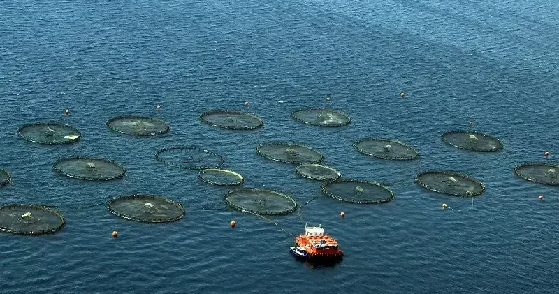 Karadeniz in su ürünleri ihracat geliri yılın ilk ayında 28 milyon doları aştı Ekonomi Haberleri