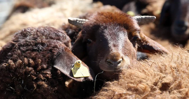 İngiltere de kan donduran sadistlik: Koyuna işkence edip havai fişekle patlattılar