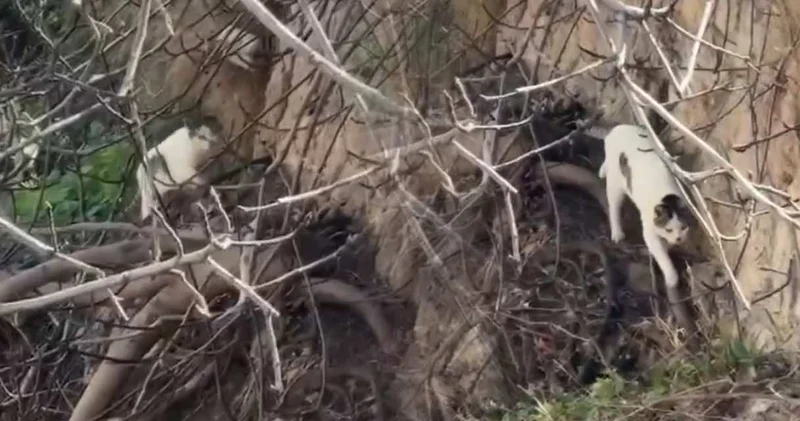 Mahsur kaldığını sanıp alarma geçtiler! Sevimli kedinin ekiplere sürprizi görenleri gülümsetti